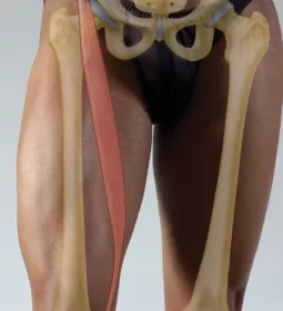 a skeletal diagram of the femur bone, bones of the pelvis, and sartorius muscle overlaid on a male body.