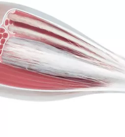 Macroscopic muscle anatomy and muscle tissue.