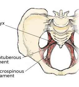 Anatomical image of pelvis and coccyx, bone and ligaments.
