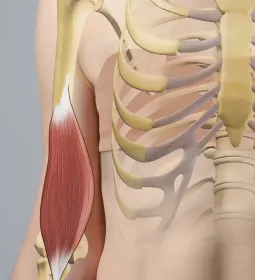 the brachialis muscle highlighted in an illustration.