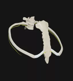 a pair of ribs on a skeleton against a black background.