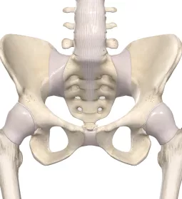 a pelvis bone and sacroiliac joint and ligaments.