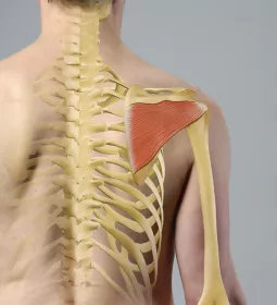 anatomical label showing infraspinatus muscle in the shoulder area.