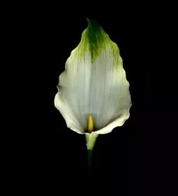 a white lily flower against a black background.