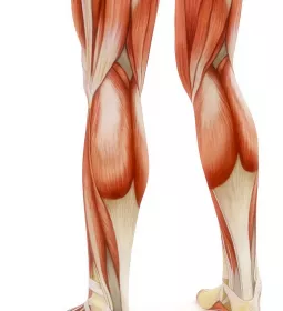 Illustration of the muscles in the posterior legs.