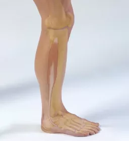 The fibularis longus muscle in the lower leg.