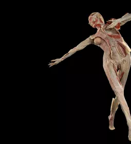 FR:EIA, the world's first fascia-focused plastinate model.