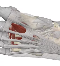 Anatomical diagram of the foot bones, joints, and muscle, including the plantar fascia.