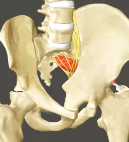 Sciatic nerve on a pelvic anatomical diagram.