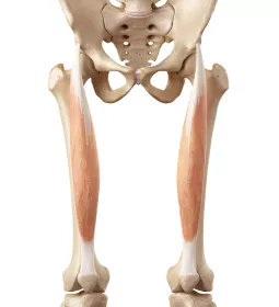 Anatomical diagram of pevlis, femoris, and patella bones.