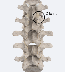 The z joint in the lumbar region accounts for low back pain.