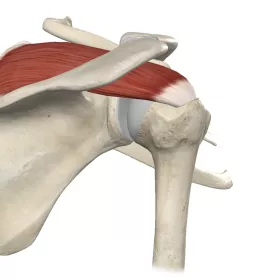 Anatomical diagram of the supraspinatus.