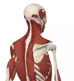 a skeleton with muscles overlayed pointing to the upper trapezius, rhomboids, and serratus anterior anatomy.