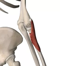 An anatomical diagram of the radius bone.
