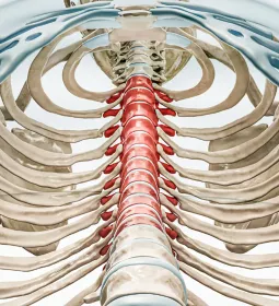 Depiction of the thoracic spine.