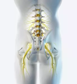 A posterior illustration of the pelvis.