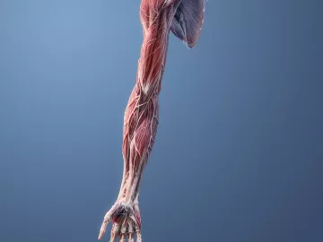 The tendons, muscles, and veins of a right arm and hand are displayed.