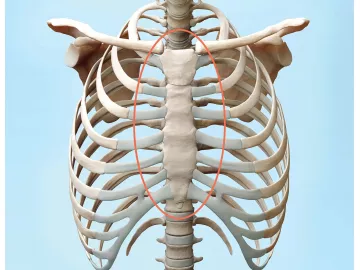 A circle draws attention to the sternum on an illustration of the bones of the torso.