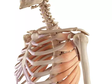 The upper half of a skeletal torso and skull highlighting the serratus anterior.