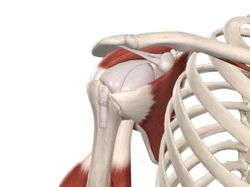 The acromion process and coracoacromial ligament and arch.