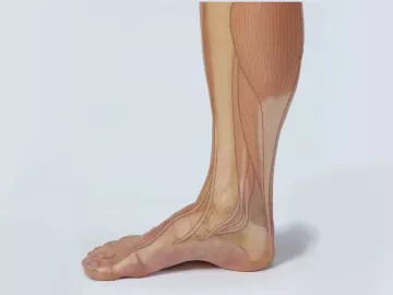 Diagram of a foot with tendons and bones labeled.