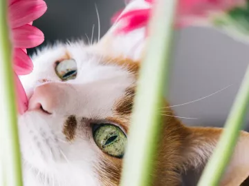 a cat smelling a blooming pink flower.