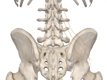branches of the superior gluteal nerves on a skeleton.