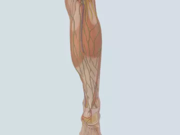 the popliteal fossa muscle in the leg. 