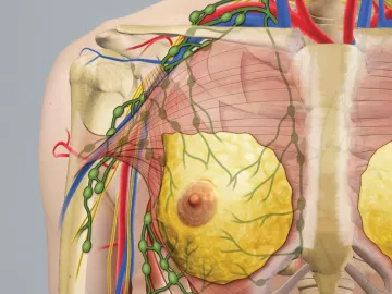 thoracic outlet, scapula, clavicle, and pectoral muscles on a diagram.
