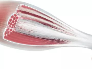 Macroscopic muscle anatomy and muscle tissue.