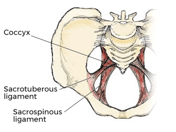 Anatomical image of pelvis and coccyx, bone and ligaments. 