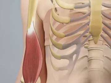 the brachialis muscle highlighted in an illustration. 