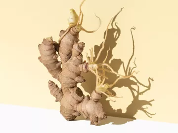 a ginger root plant on a pale yellow background.