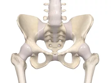 a pelvis bone and sacroiliac joint and ligaments.