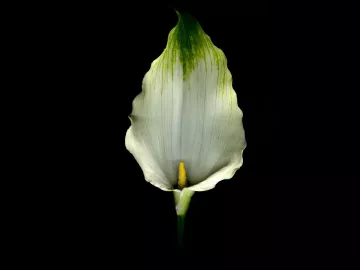 a white lily flower against a black background.
