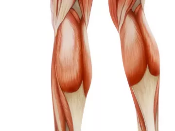 Illustration of the muscles in the posterior legs.