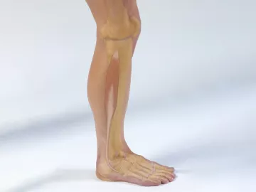 The fibularis longus muscle in the lower leg.