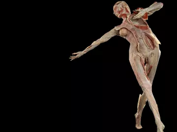 FR:EIA, the world's first fascia-focused plastinate model.