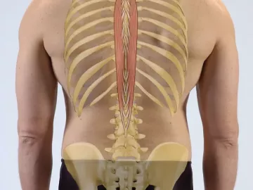 the spinalis muscle along the spine.