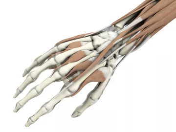 Anatomical display of tendons, muscles, and bones of a hand. 