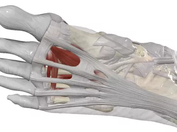 Anatomical diagram of the foot bones, joints, and muscle, including the plantar fascia.