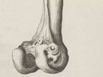 Illustration of femur bone. 