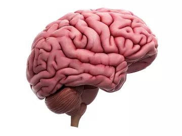 Illustration of human brain. 