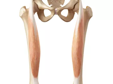 Anatomical diagram of pevlis, femoris, and patella bones.