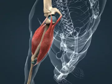 Illustration of muscle connecting to bone in the upper arm.