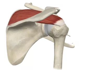 Anatomical diagram of the supraspinatus.