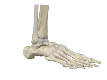 an anatomical view of the bones and joints that make up the ankle.