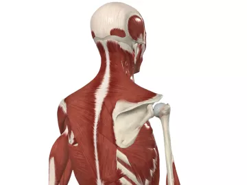 a skeleton with muscles overlayed pointing to the upper trapezius, rhomboids, and serratus anterior anatomy.