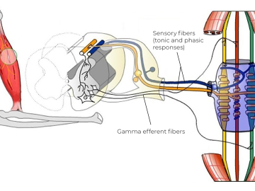 Illustration displaying sensory fibers and gamma efferent fibers in a muscle.