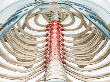 Depiction of the thoracic spine.
